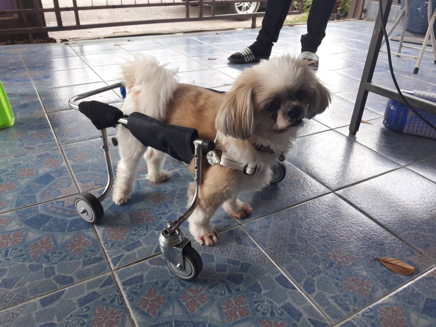 (ทักแชททุกครั้งตอนสั่ง) wheelchair4dog รถเข็นสำหรับสัตว์พิการ รอบตัว 15-17นิ้วล้อเลื่อนสำหรับสุนัขพิการ dog wheelchair หรือสัตว์ที่มีอาการอัมพฤกษ์