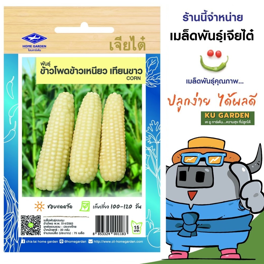 CHIATAI 🇹🇭 ผักซอง เจียไต๋ O138#ข้าวโพดเหนียวเทียนขาว ซองประมาณ 75 เมล็ด เมล็ดพันธุ์ผัก เมล็ดผัก เมล็ดพืช ผักสวนครัว