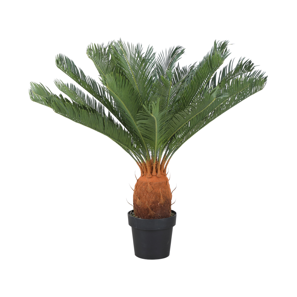 INDEX LIVING MALL CYCAD Cycas in pot 80 x 80 x 90 cm. - Green ราคา 1,590 บาท*ส่งฟรี