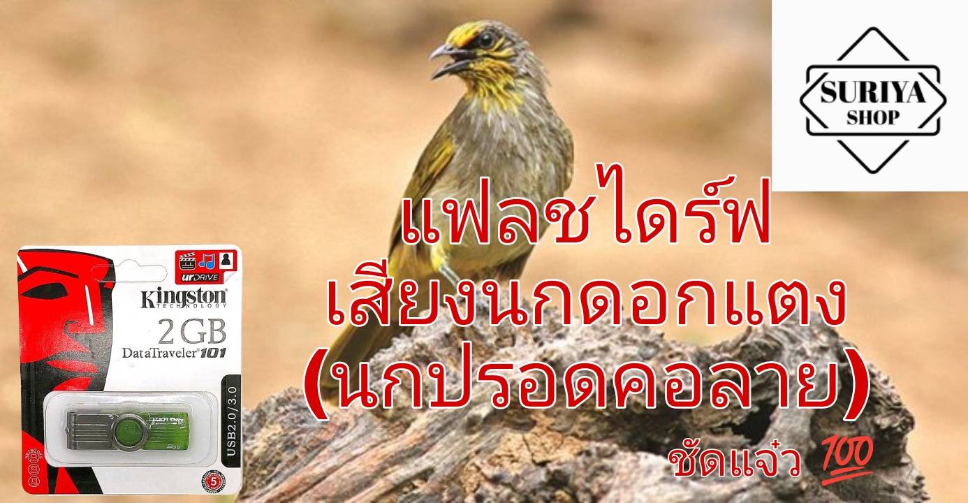 แฟลชไดรฟ์ เสียงนกดอกแตง นกปรอดคอลาย ชัดแจ๋ว100% เสียงดี เข้าแน่นอน ใช้ไม่ได้ยินดีคืนเงิน ราคา 130 บาท*ส่งฟรี