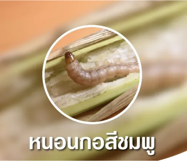 ยกลัง-4