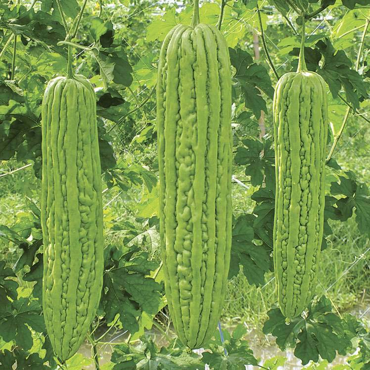 สีเขียว-3