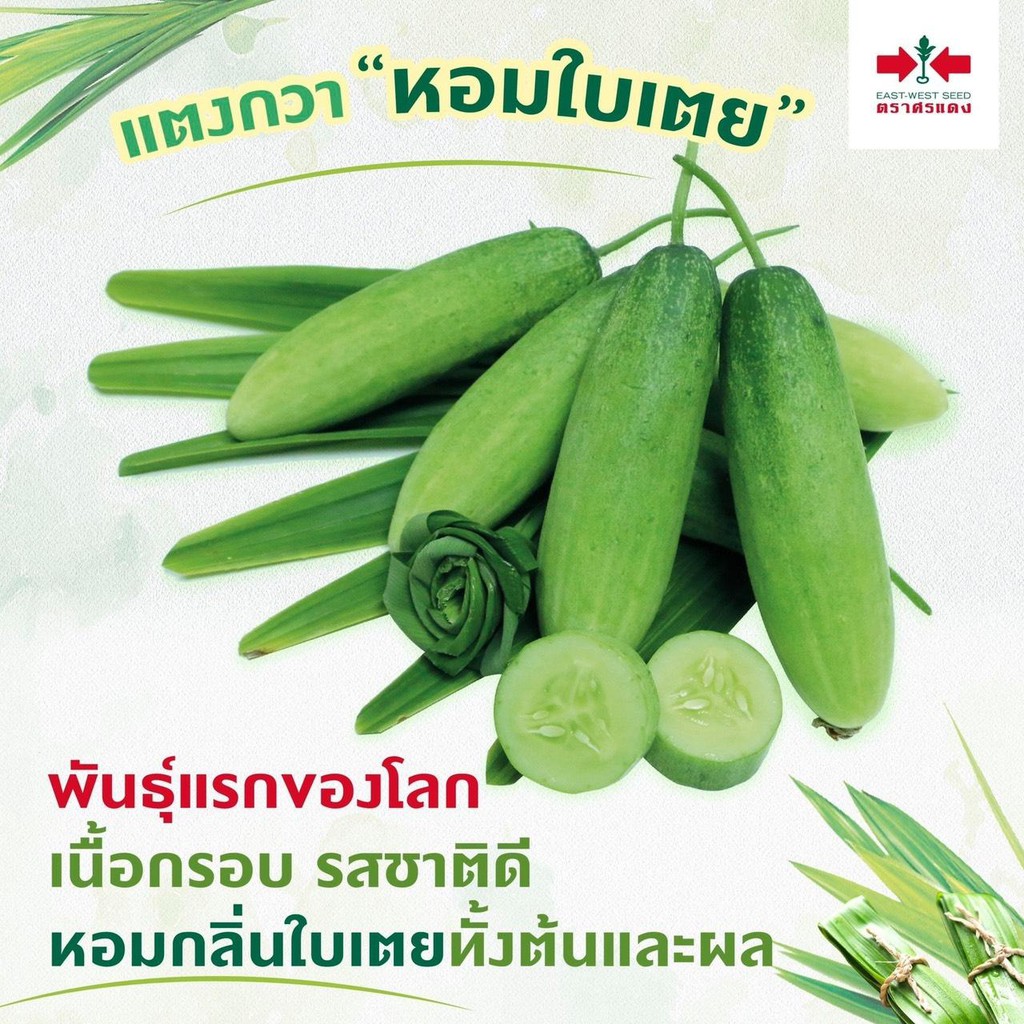 สีเขียว-3