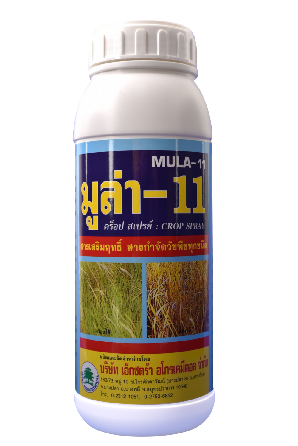มูล่า-11-1