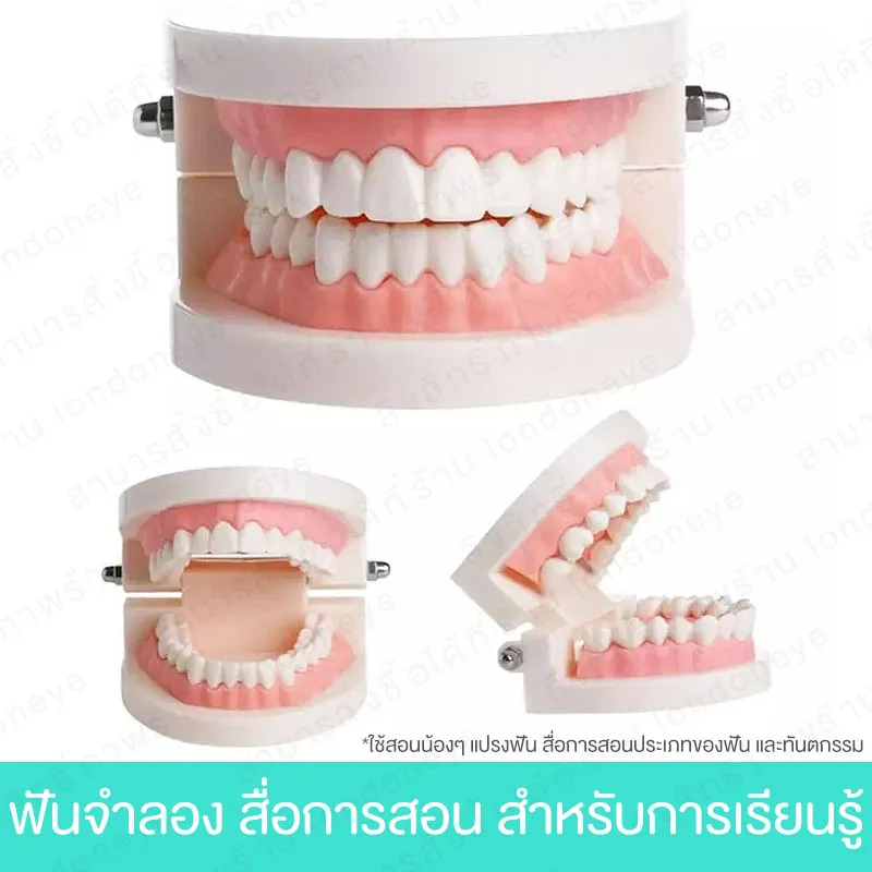 ฟันปลอม ส่งไว โมเดลฟัน สื่อการเรียนการสอน ทันตกรรม สัดส่วน 1:1 ใช้ สอนการแปรงฟัน แปรงสีฟัน ใช้เพื่อก