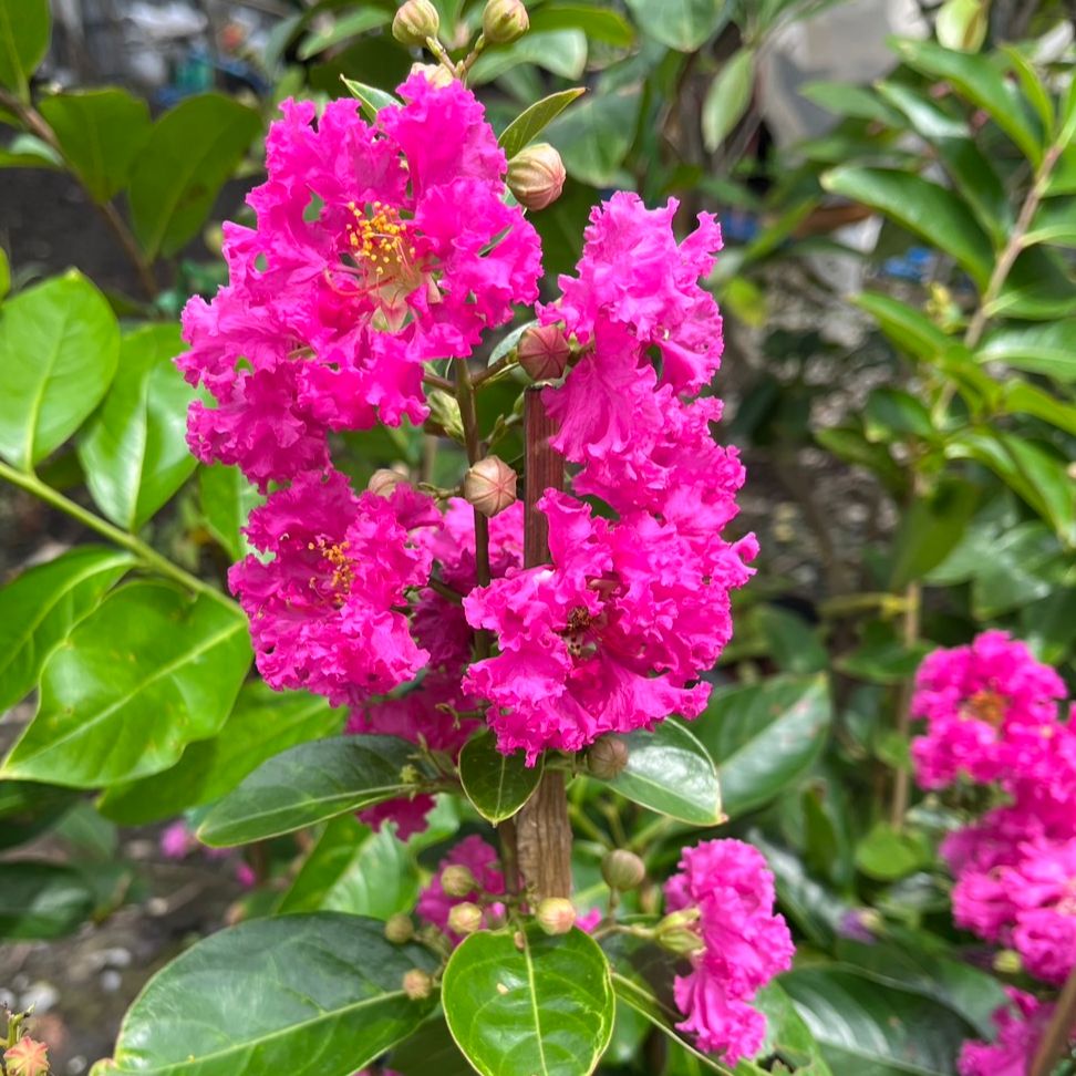 ม่วงส่าหรี ชมพูส่าหรี ไม้พุ่มสูง ดอกดก ให้ดอกงามตลอดทั้งปี Lagerstroemia Purple Velvet