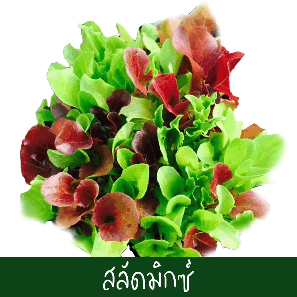 สีเขียว-3
