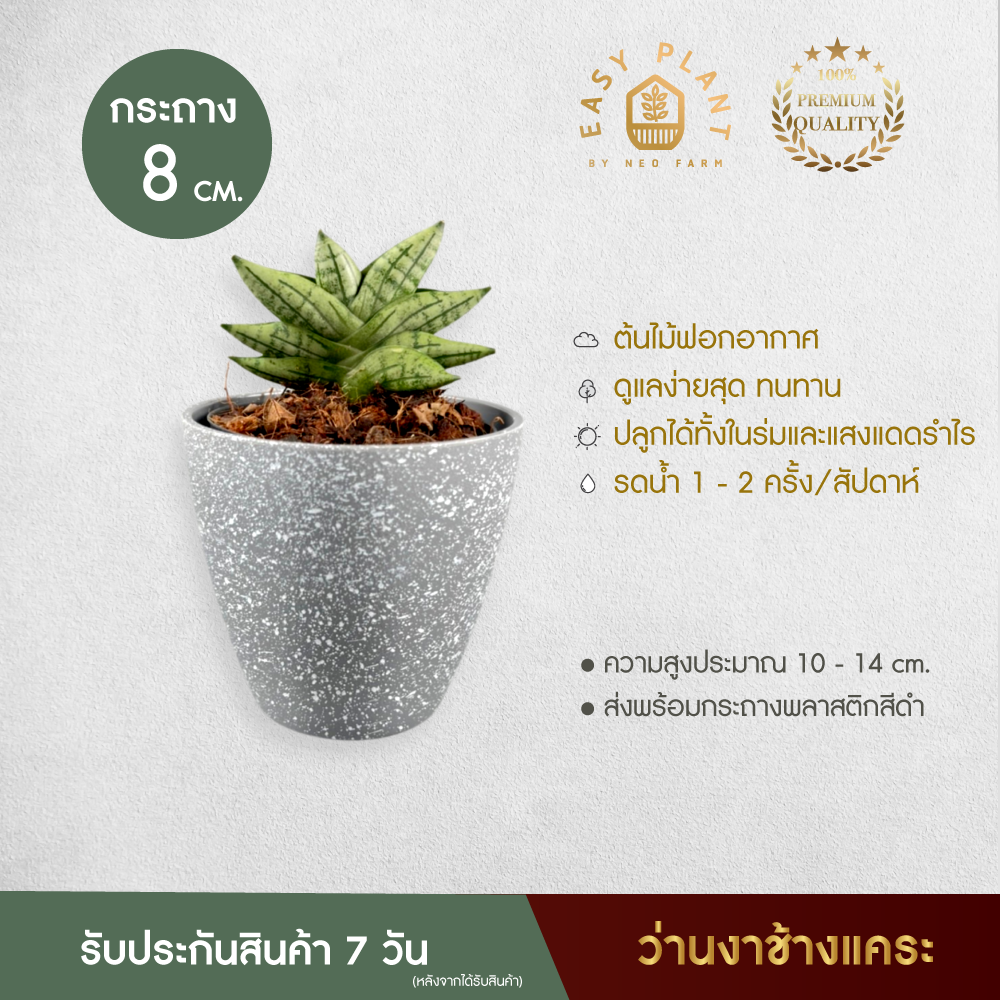 ว่านงาช้างแคระ Boncel mini ต้นไม้ฟอกอากาศ ต้นไม้จิ๋ว นิมิมอล ต้นไม้มงคล ต้นงาช้าง ประดับตกแต่งบ้านและสวน - easyplant ราคา 99 บาท*ส่งฟรี