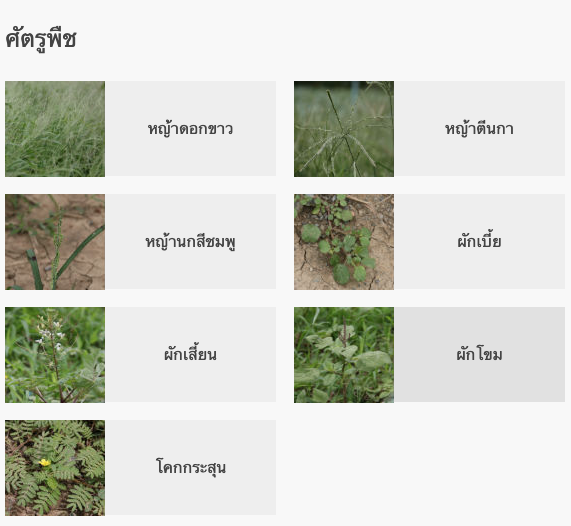 สีขาว-1