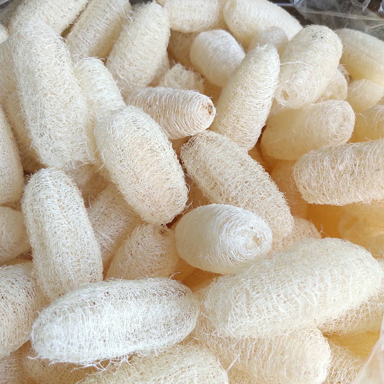 [5 ลูก] ใยบวบธรรมชาติ ใยบวบขัดผิว ใยบวบขัดตัว ใยบวบ ใยบวบทำสบู่ บวบป่า บวบหอม ลูกเล็ก ยาว 3\