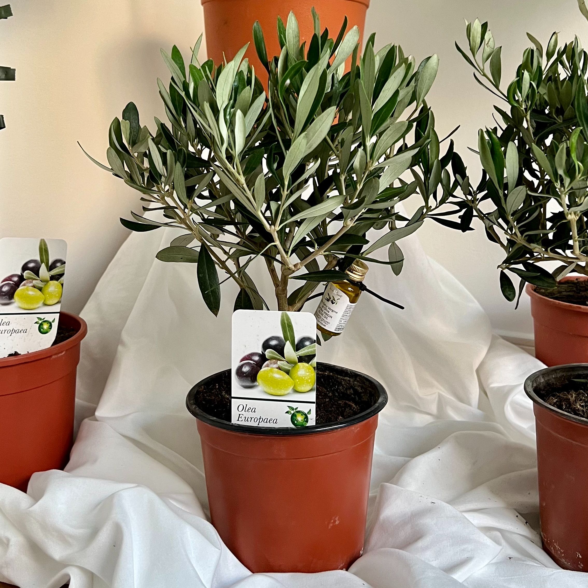 Bangkok Botanics - ต้นไม้นำเข้า ดูแลง่ายพร้อมส่ง ต้นมะกอก ต้นโอลีฟ Olea Europaea ขนาด 40 ซม. 1-2ปี ผลดก พุ่มสวย มีใบ Passport Plant การันตีนำเข้าจากประเทศเนเธอร์แลนด์