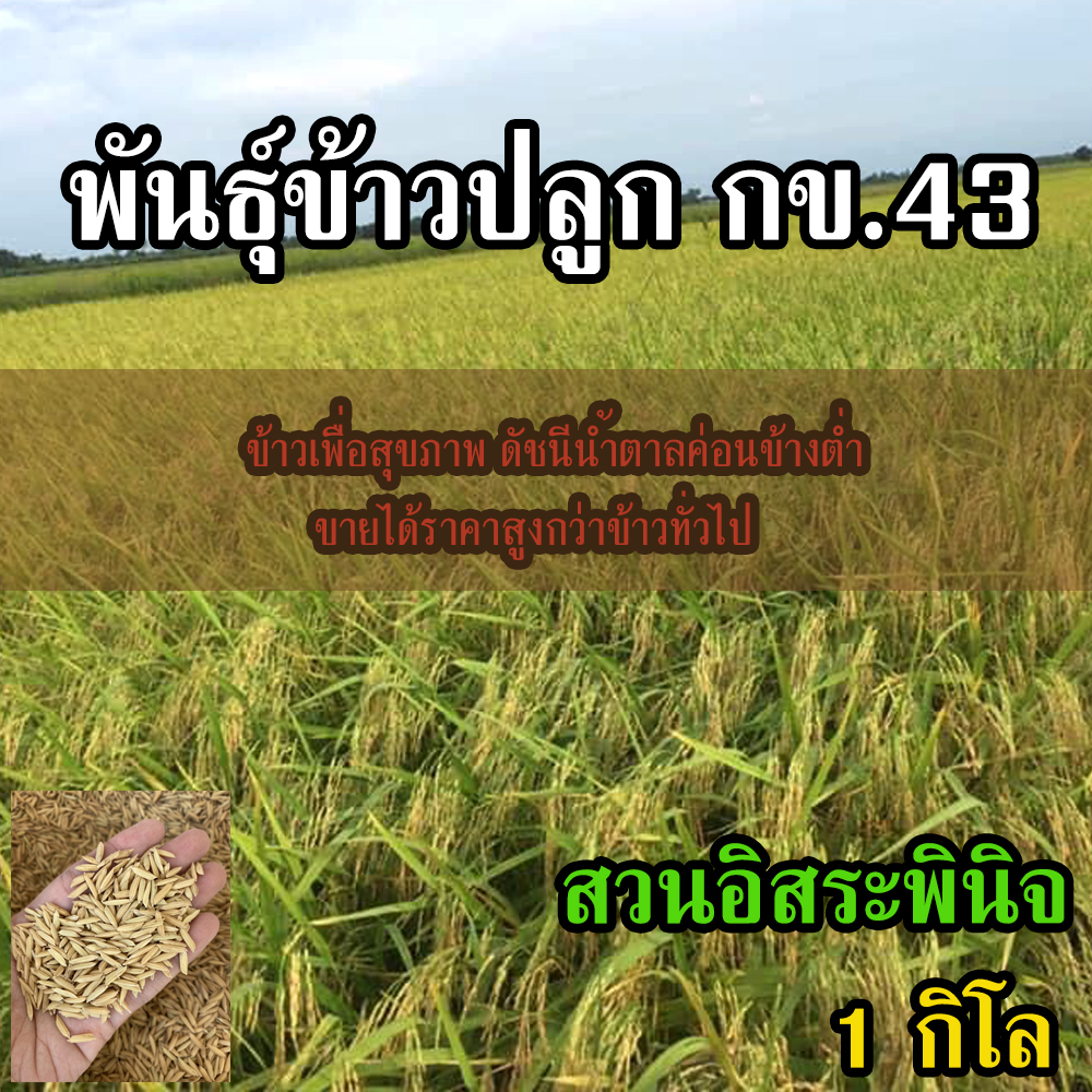Rice Seed ข้าวปลูก กข43 พันธุ์ข้าว กข 43 พันธุ์ข้าวปลูก กข.43 บรรจุ 1 กิโล