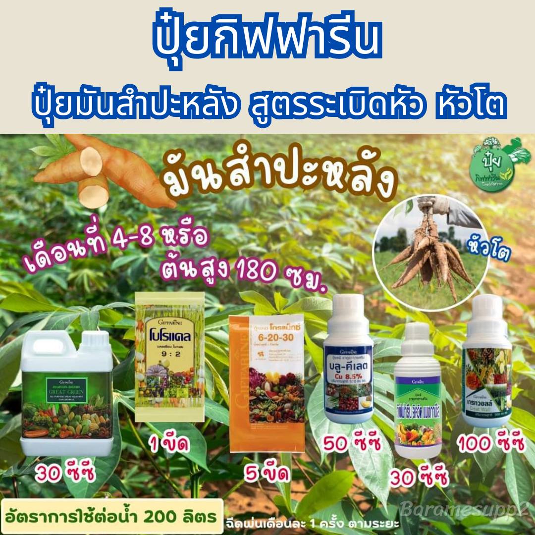 ปุ๋ยมันสำปะหลัง ตรากิฟฟารีน สูตรระเบิดหัว เร่งหัวโต ใช้หลังปลูก 4-8 เดือนหรือระยะต้นสูง 180 ซม.(1Setมี 6ชิ้น) ราคา 3,055 บาท*ส่งฟรี