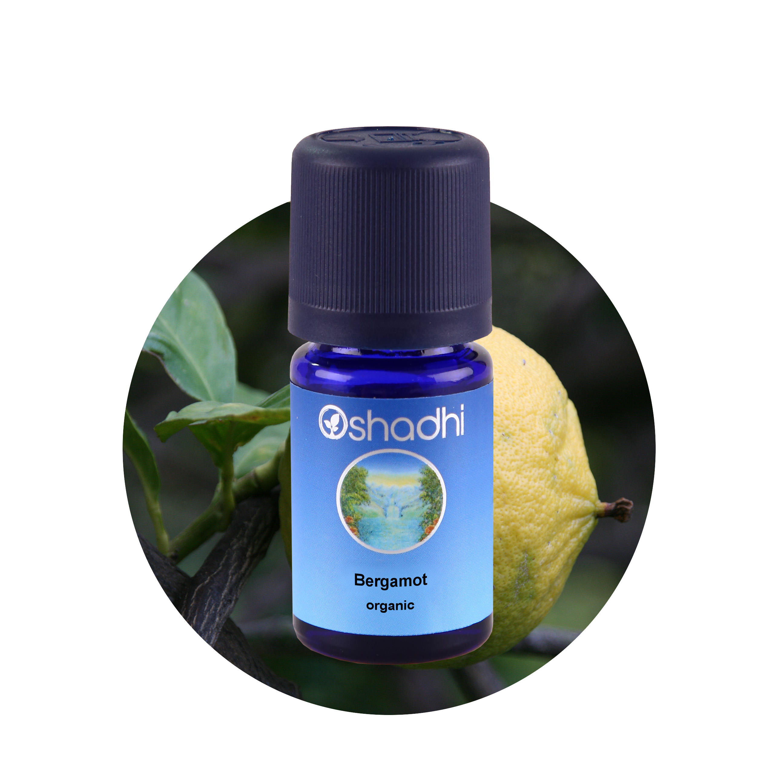 Oshadhi Bergamot organic essential oil 10 ml ราคา 980 บาท*ส่งฟรี