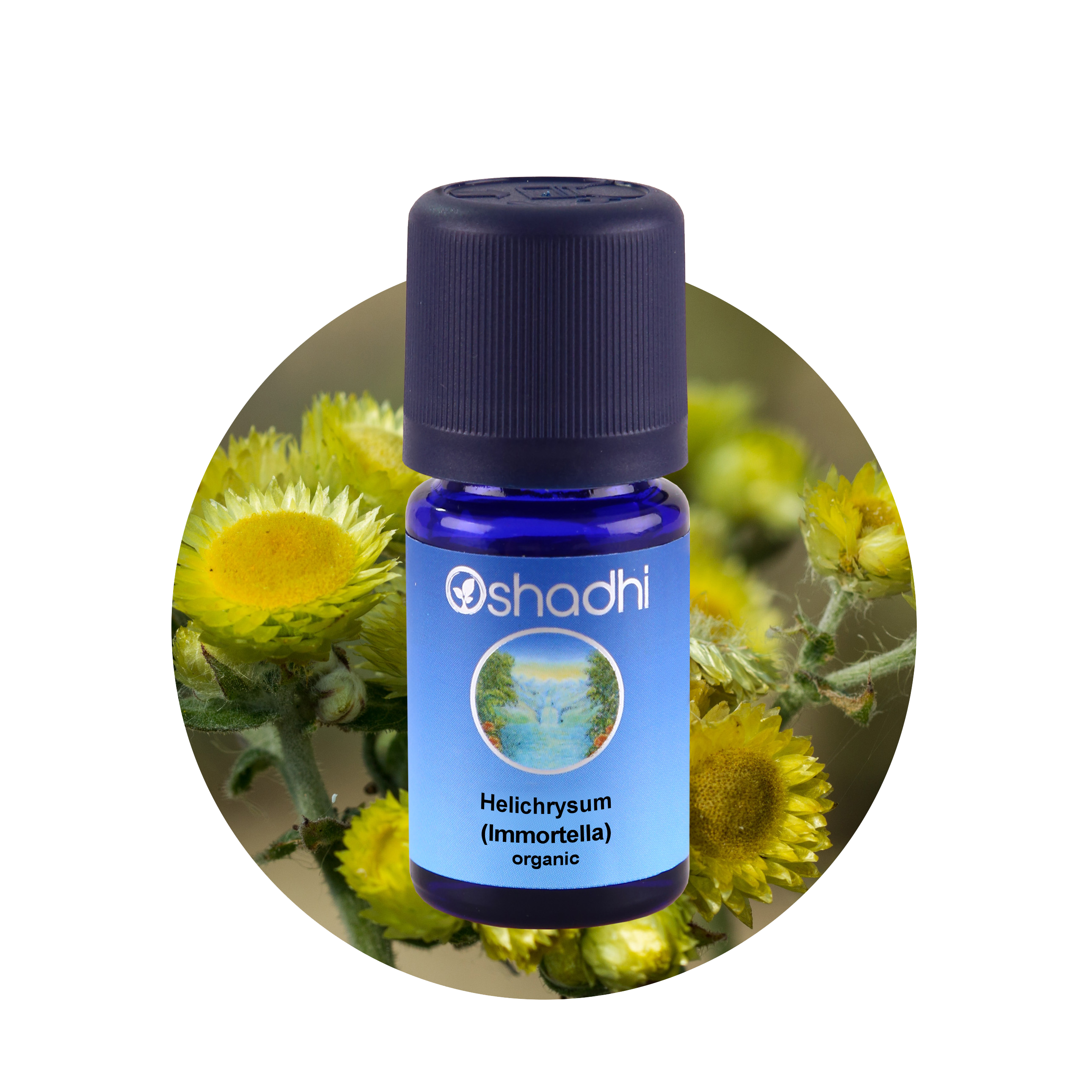 Oshadhi Helichrysum (Immortella) organic essential oil 3 ml ราคา 2,200 บาท*ส่งฟรี