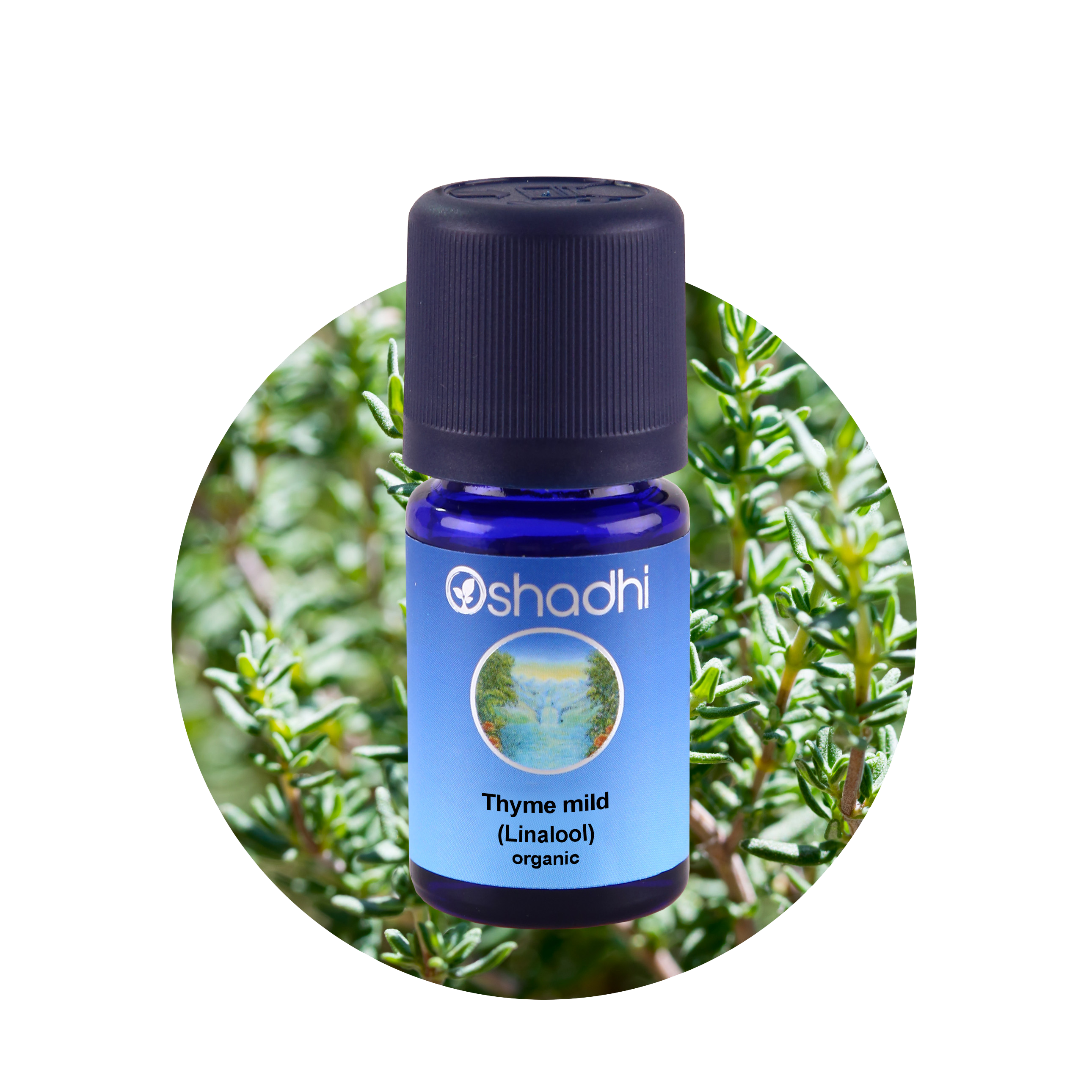 Thyme mild (Linalool) organic ราคา 730 บาท*ส่งฟรี