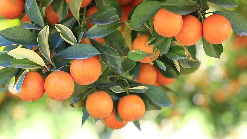 ✈️  ส้มไร้เมล็ด ส้มผลไม้มงคล สรรพคุณของส้ม ส้มคัดพิเศษ! 500 กรัม ส้มเปลือกบาง หวานฉ่ำ เก็บได้นาน 15-20 วัน 14 วัน ยิ่งเก็บนานยิ่งหวานฉ่ำ