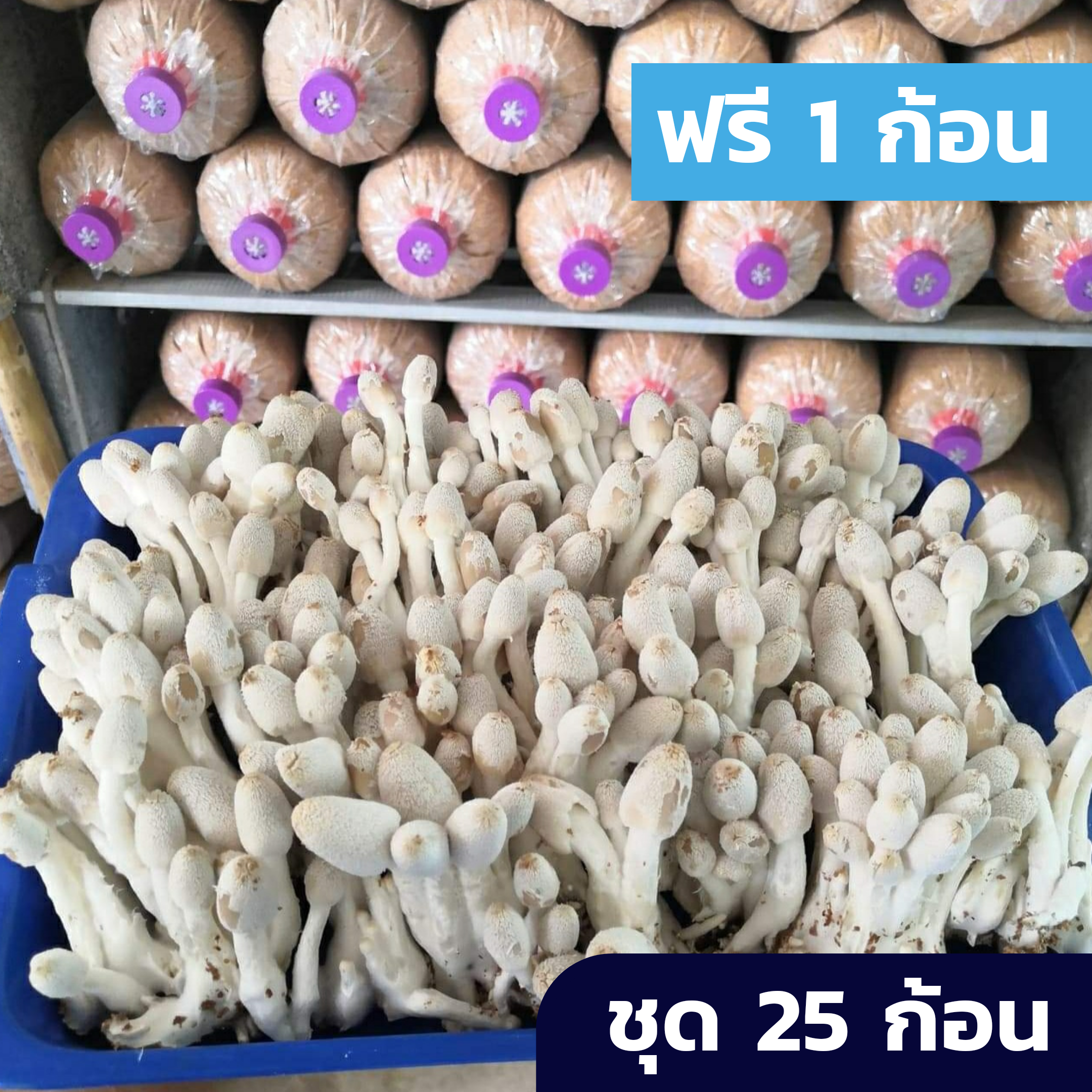 [ซื้อ 25 ฟรี 1] ก้อนเชื้อเห็ดโคนน้อย ชุด 25 ก้อน พร้อมคู่มือเปิดดอก โตเร็ว ดูแลง่าย