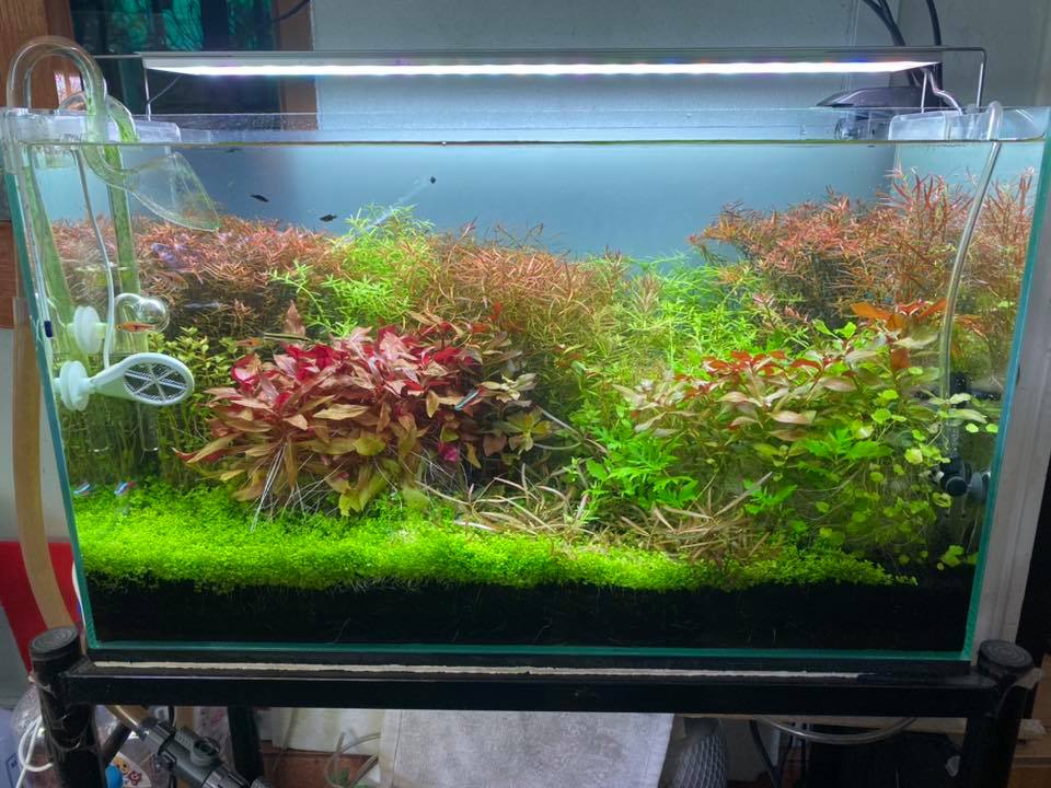 ปุ๋ยน้ำ (LIQUID FERTILIZERS) - Aquamania Maxima Gold 500 ml.