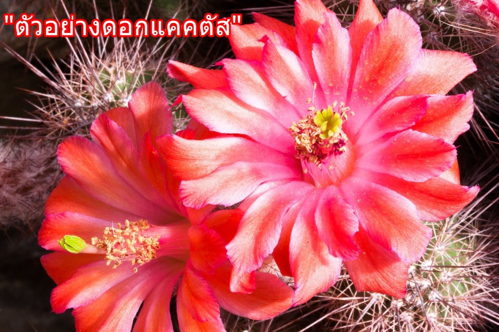 cactus-789099_1920.jpg