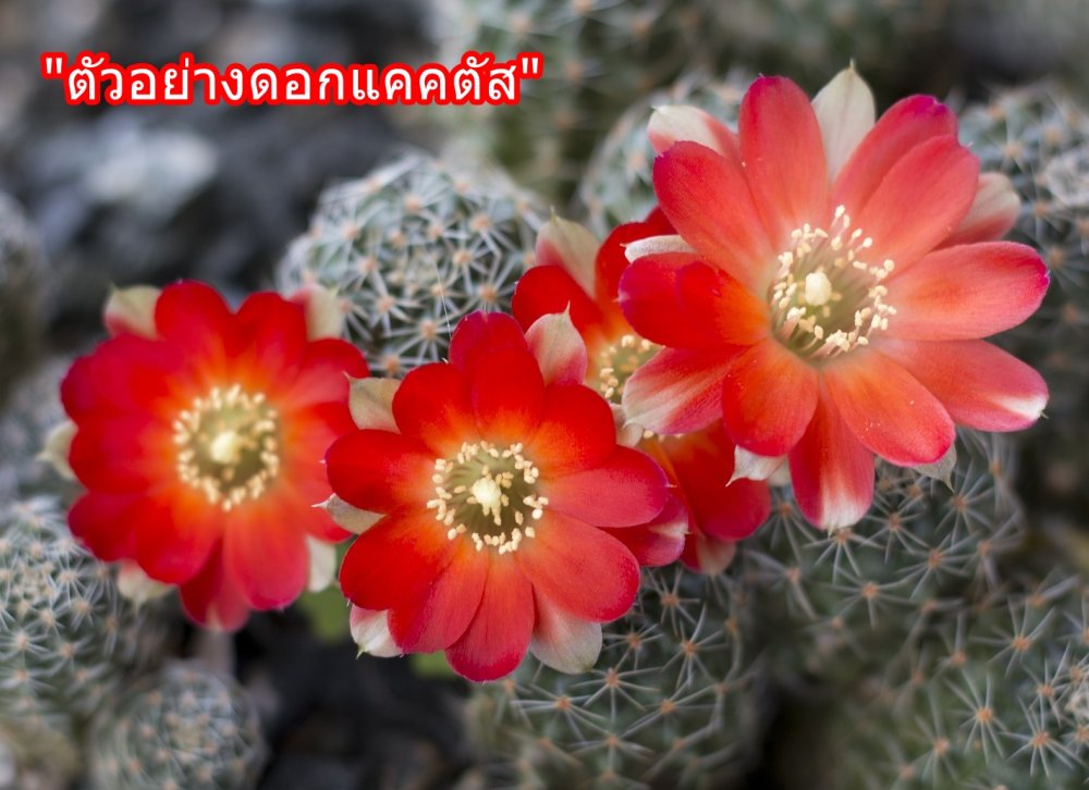cactus-2549583_1920.jpg