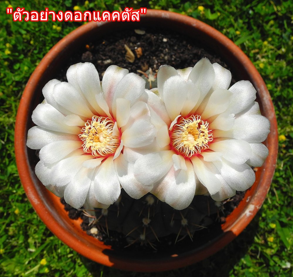 cactus-2454013_1920.jpg