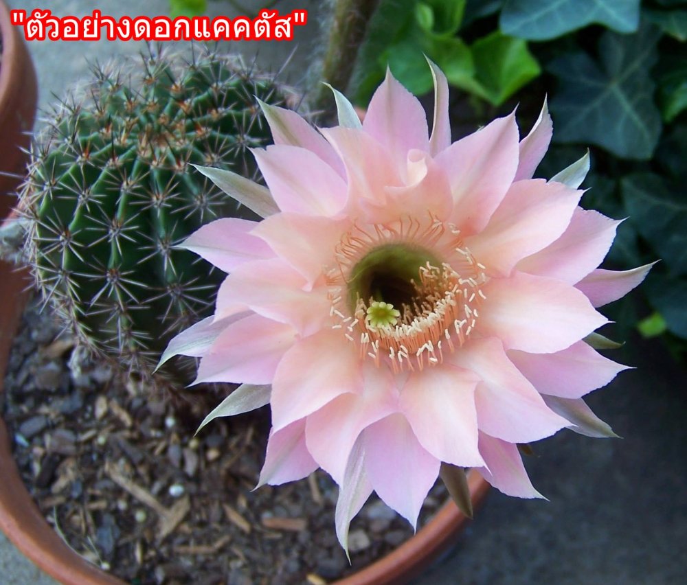 cactus-1569664_1920.jpg